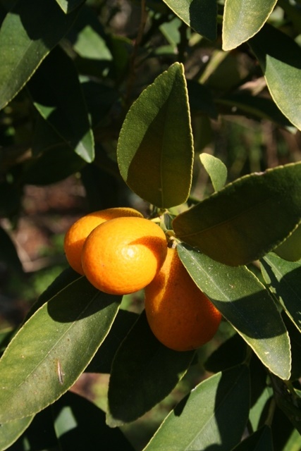 Juicy Kumquat
